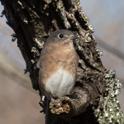 Eastern Bluebird (Sialia sialis).jpg